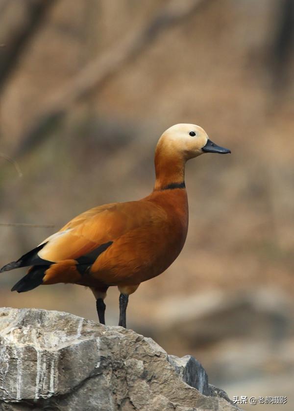 黃色的野鴨子——赤麻鴨