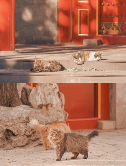 故宮裡的四隻御前侍衛貓 萌萌噠 故宮裡的四隻御前侍衛貓 萌萌噠