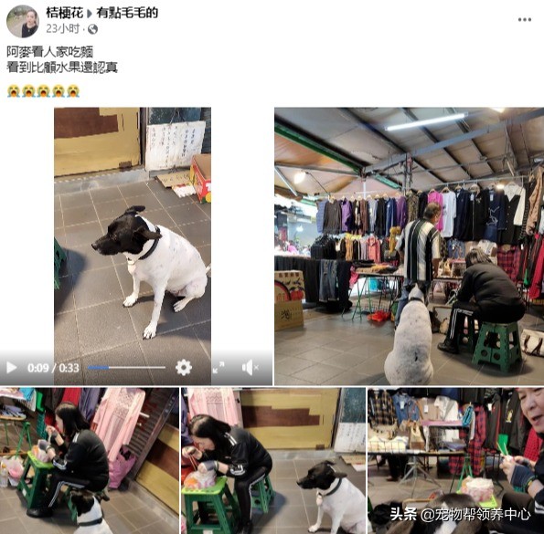 主人不檢討自己的錯誤,狗狗只能自食其力:我要到別家看吃的... 主人不檢討自己的錯誤,狗狗只能自食其力:我要到別家看吃的...