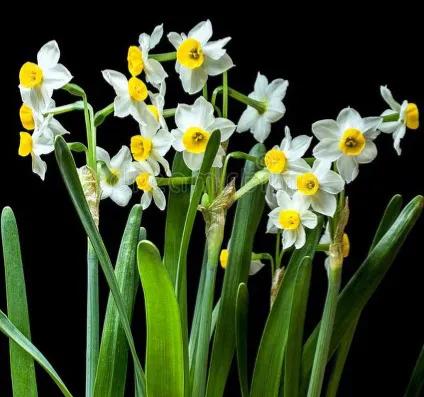 凌波仙子——水仙花