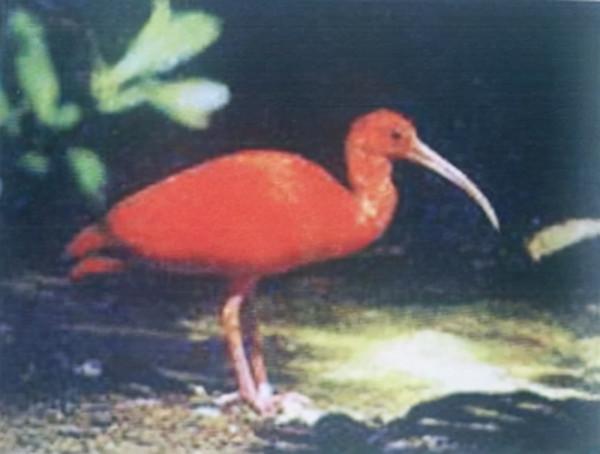 殖民時代，被人類滅絕的23種可愛的動物，如今只留下了最後的圖片