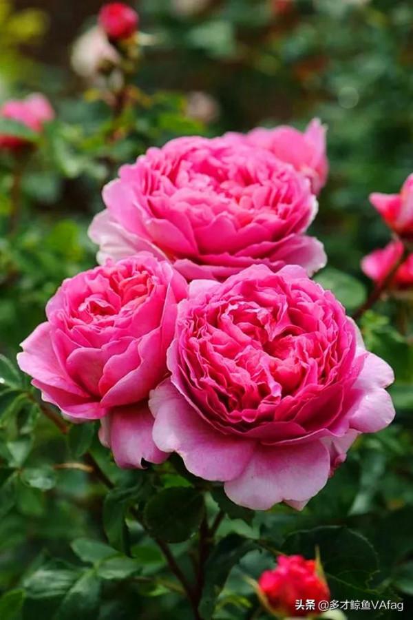 這些奇異的花卉，你喜歡哪種