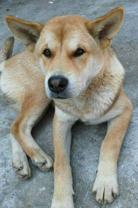 中華田園犬品種圖鑑 中華田園犬品種圖鑑