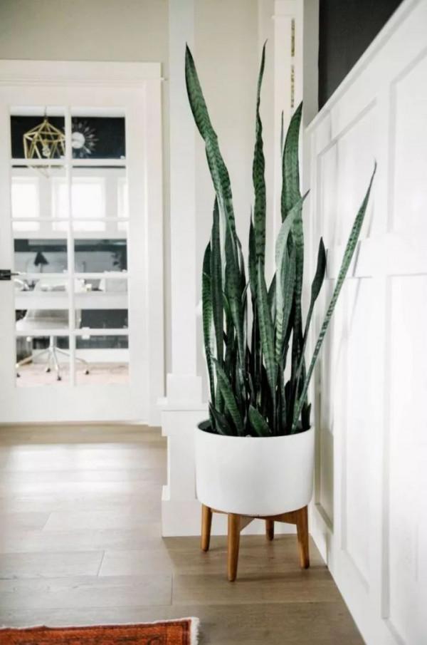 盤點10種常見的高格調家居綠植