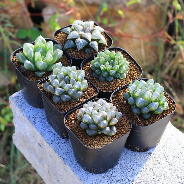 七大“美麗花”,冷天不能多澆水,多曬“少管”更健壯 七大“美麗花”,冷天不能多澆水,多曬“少管”更健壯