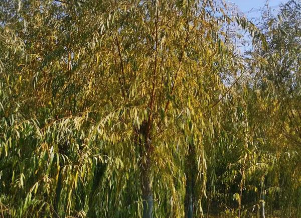 最新行情 | 本週熱門苗木市場價格一覽