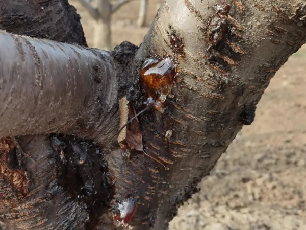 國光冬保護“三部曲”保護果樹枝幹，助力豐產豐收