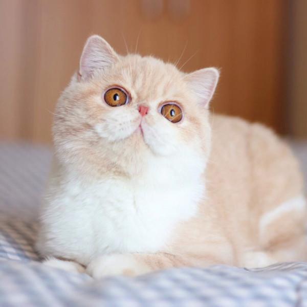 這些貓咪，很適合“孤獨”的人養，性格很粘人