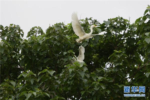 雲南曲靖：鷺舞南盤江