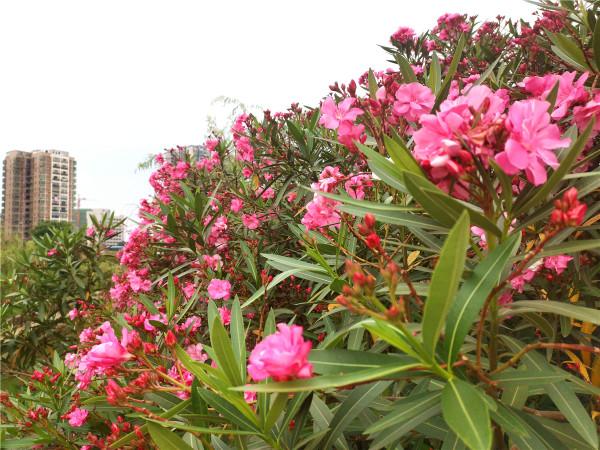 越美的花越有毒，生活誠不欺我！快來認識七種大毒花，避免受傷害