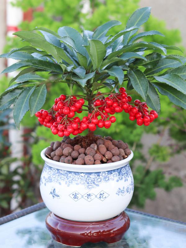 五種“旺宅花”，適合養客廳，一種比一種好養，一個比一個好看