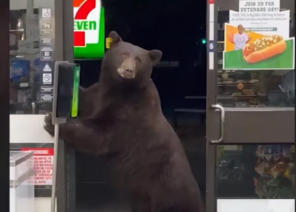 美國棕熊闖便利店 進門取洗手液消毒 網友：這是要成精