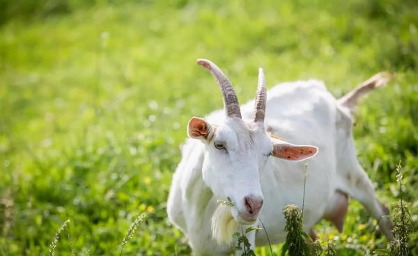 中國羊奶看陝西！陝西羊奶&OpenCurlyDoubleQuote;大而不強&rdquo;的癥結在哪裡？