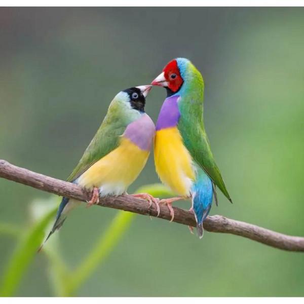 分享一一五彩鳥圖片