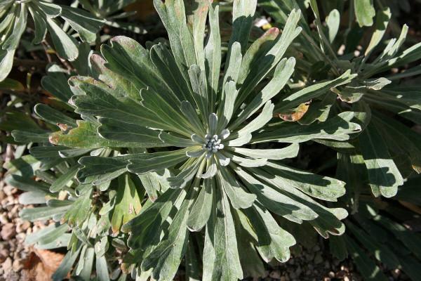 中獸藥基礎知識----驅蟲中獸藥簡介及畜禽用量