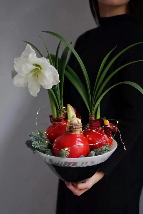 每週一花---朱頂紅