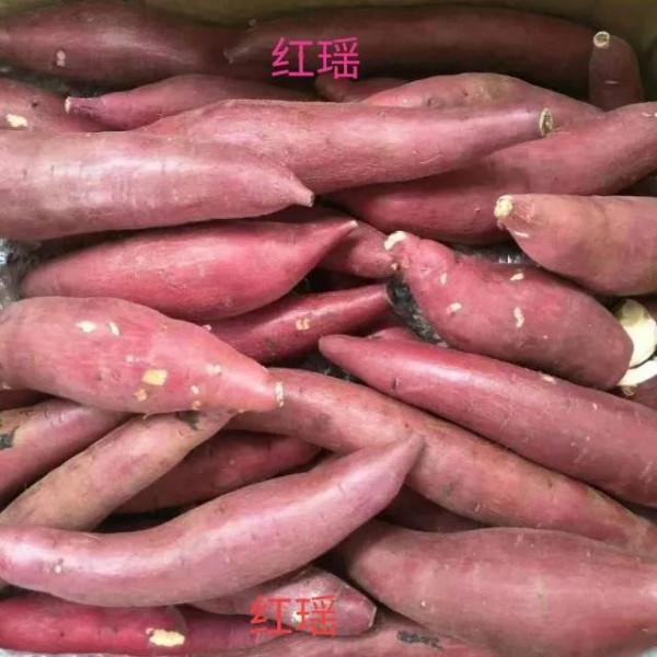 日系紅薯品種優缺點對比如下 日系紅薯品種優缺點對比如下