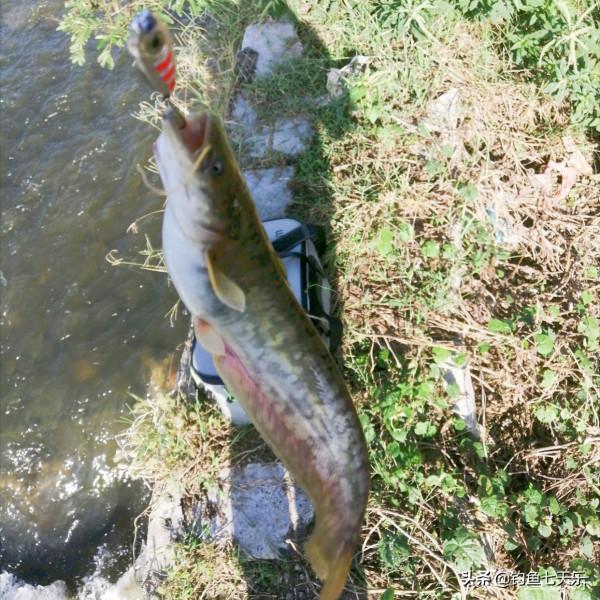 廣東男子釣獲十幾條鯰魚，以為是“塘鯴”隨手扔掉！網友：虧大了