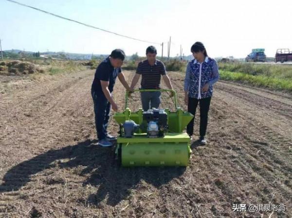 秋季如何種植大蒜，才能安全越冬