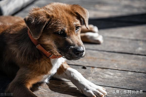 農村還有三霸,到底是哪三霸? 農村還有三霸,到底是哪三霸?