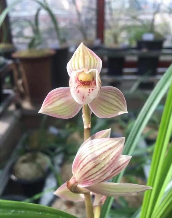 長壽的要訣你知道嗎？