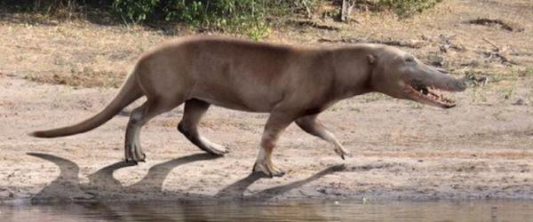 鯨魚：海爬走了，輪到我整活兒了，鯊魚你給我等著