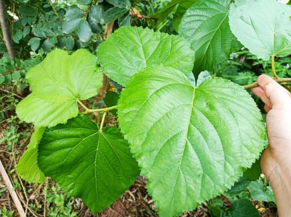 中國公認可以吃的5種樹葉，看看你吃過幾種？