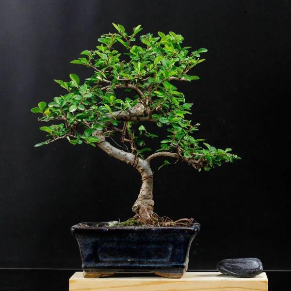 初見是毫不起眼的小苗，先養坯再造型，三年“脫胎”變盆景