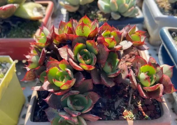 一年一度曬秋時,一年一度曬肉時 一年一度曬秋時,一年一度曬肉時