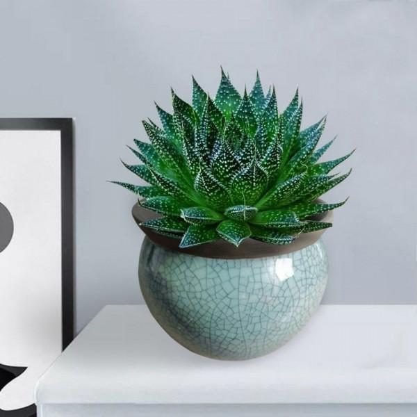 50歲大姐，臥室養3種花，&OpenCurlyDoubleQuote;清新空氣助睡眠&rdquo;，花美人也美