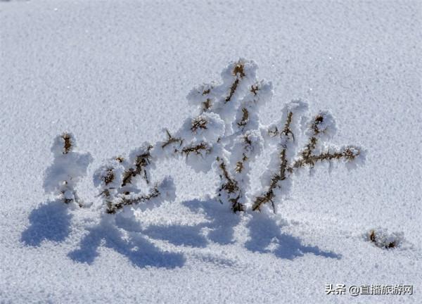 雪韻昭蘇冬日美如畫 雪韻昭蘇冬日美如畫