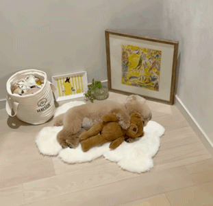 主人回家看到狗子正抱著玩具熊睡覺覺，那畫面……萌哭了