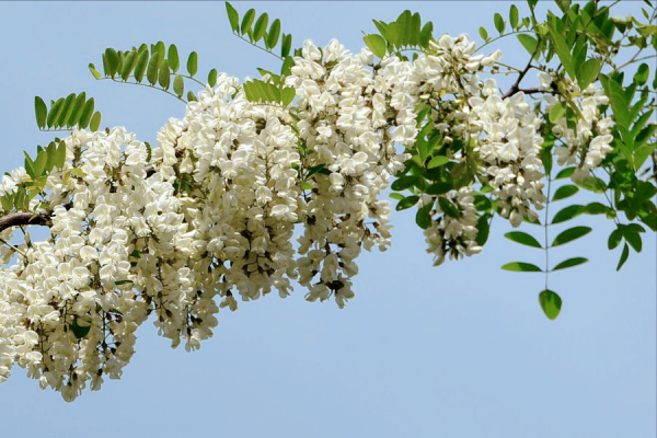 不同季節的樹上蔬菜，空閒時間採回來，換口味又安全