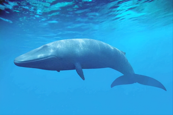 十大遠古巨獸排行榜,大象如點心鯊魚像幼崽,有一種至今還存在? 十大遠古巨獸排行榜,大象如點心鯊魚像幼崽,有一種至今還存在?