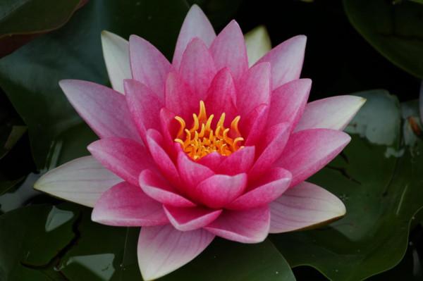 帶你走進匈牙利的古城維斯普雷姆(Veszprem) 帶你走進匈牙利的古城維斯普雷姆(Veszprem)