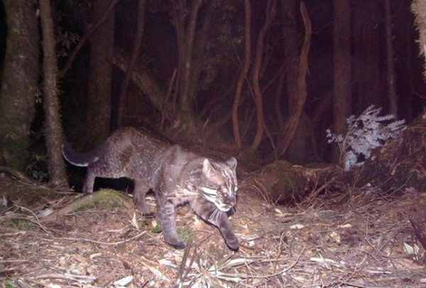祁連山發現異獸“山彪”，實力不輸老虎，它能解決野豬氾濫問題嗎