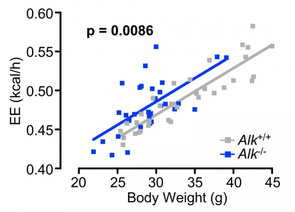 僅1%的人擁有的吃不胖基因，卻和癌變有關？