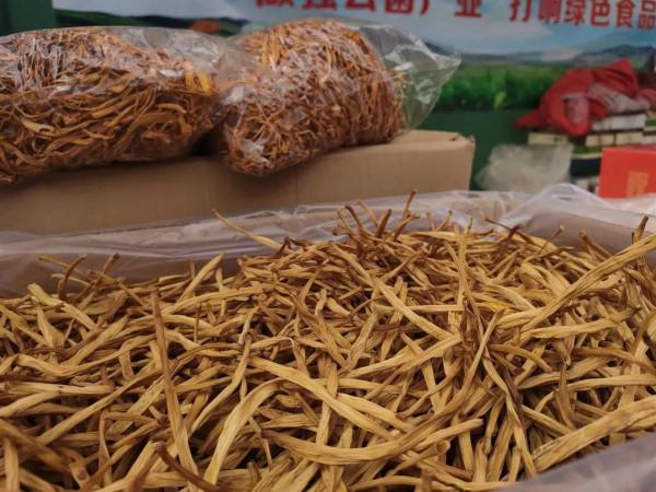 雞樅人工種植成功？野生食用菌產業大會，重新整理你對食用菌的認知