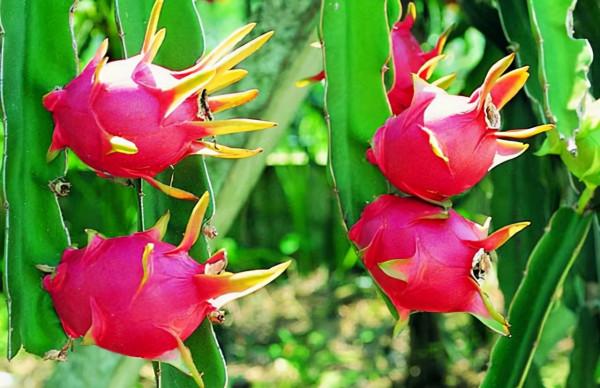 紅心火龍果,能不能多吃?關於火龍果的常識,你瞭解多少呢? 紅心火龍果,能不能多吃?關於火龍果的常識,你瞭解多少呢?