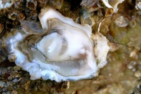 動物也有較為複雜的情感嗎? 動物也有較為複雜的情感嗎?