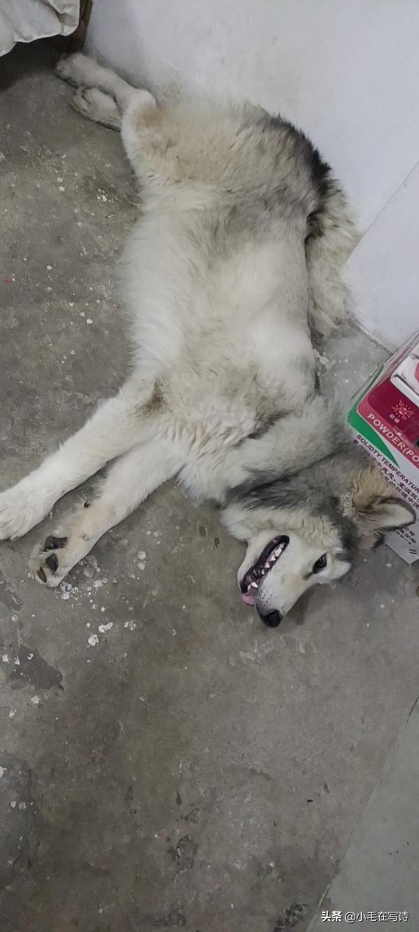 狗還能獻血?需要驗血型嗎? 狗還能獻血?需要驗血型嗎?