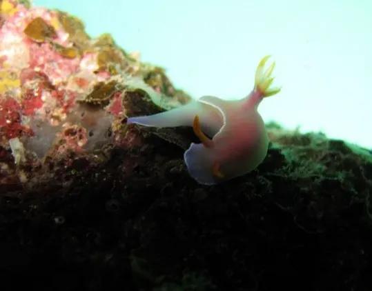 可愛呆萌的海兔，美出天際的海兔——海兔大全