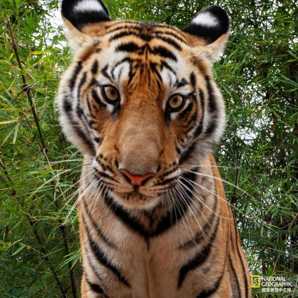 老虎不能經常洗，會掉色&lpar;shǎi&rpar;