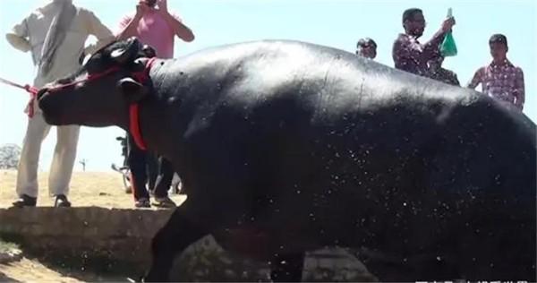 身價2000萬的“印度神牛”,配一次種5萬元,每天都要喝威士忌 身價2000萬的“印度神牛”,配一次種5萬元,每天都要喝威士忌