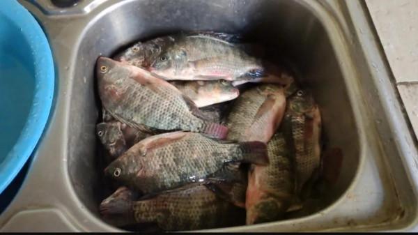 這幾種魚是最成功的入侵魚類，遇水則活，釣到儘量別放生