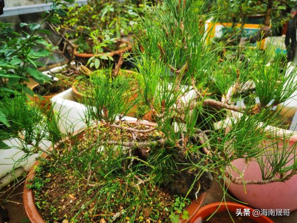 黃山松第三種逼芽技巧（截流逼芽）