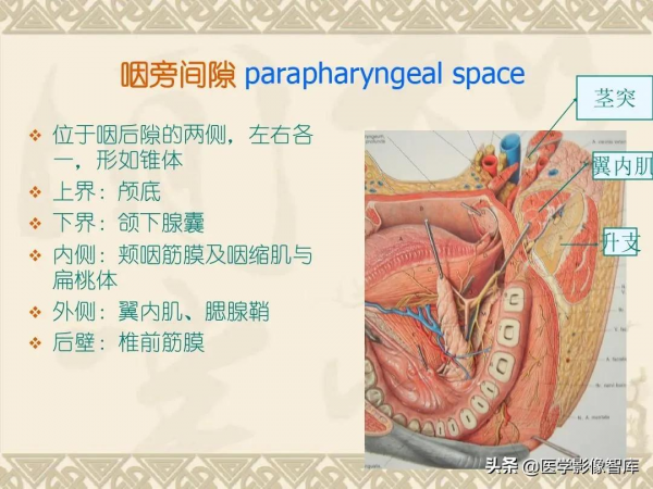 咽喉部解剖最全圖解，值得收藏