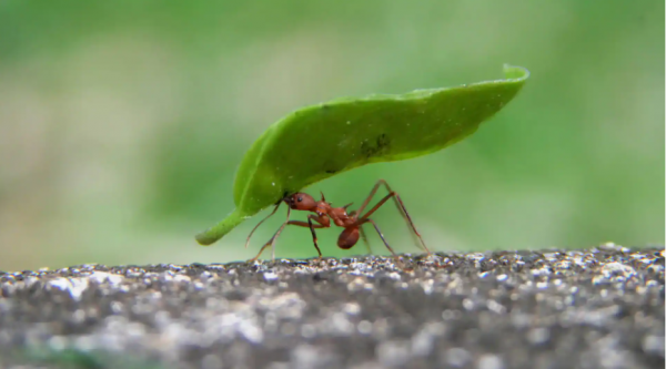 人能跑贏動物嗎?現實中的人馬馬拉松,人類2次跑贏馬 人能跑贏動物嗎?現實中的人馬馬拉松,人類2次跑贏馬