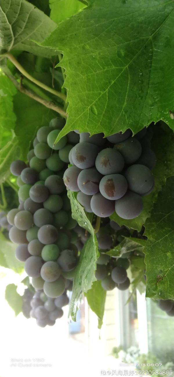 一棵葡萄樹，天然遮陰棚，養殖省力好打理