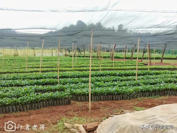 越南西原地區種植園的家庭主婦 越南西原地區種植園的家庭主婦